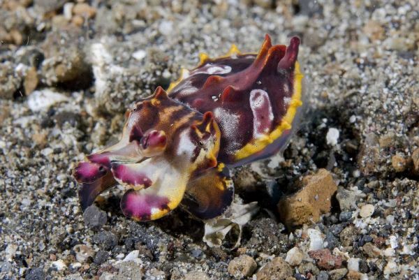 Indonesia, A Pfeffers flamboyant cuttlefish